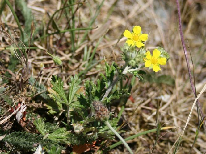 Potentille argentée (Potentilla argentea) © Florent Maufay