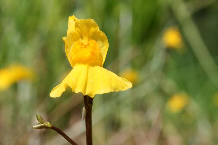 Utriculaire citrine (Utricularia australis) © Florent Maufay