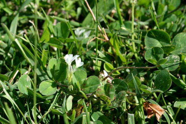 Trèfle semeur (Trifolium subterraneum) © Florent Maufay