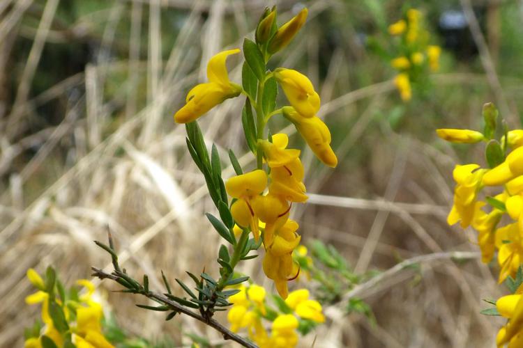 Genêt d'Angleterre (Genista anglica) © Florent Maufay