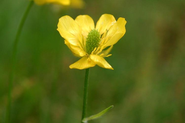 Renoncule des marais (Ranunculus paludosus) © Roland Théaud