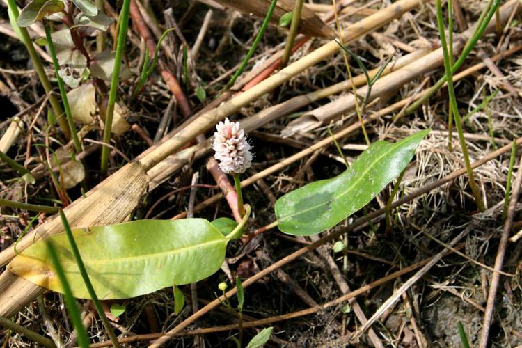 Persicaire flottante (Persicaria amphibia) © Florent Maufay