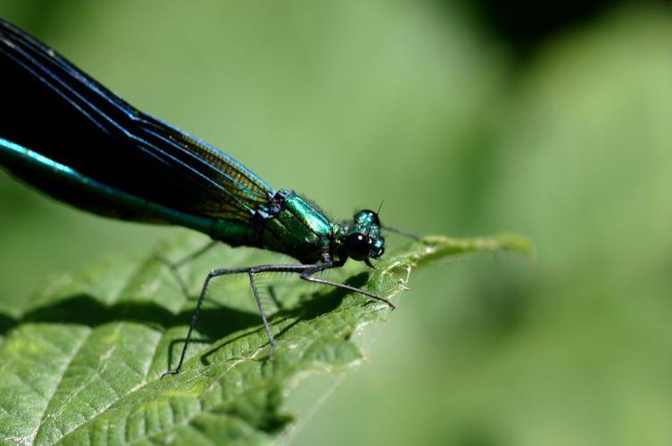 Caloptéryx vierge (Calopteryx virgo), mâle © Michaël Houseaux