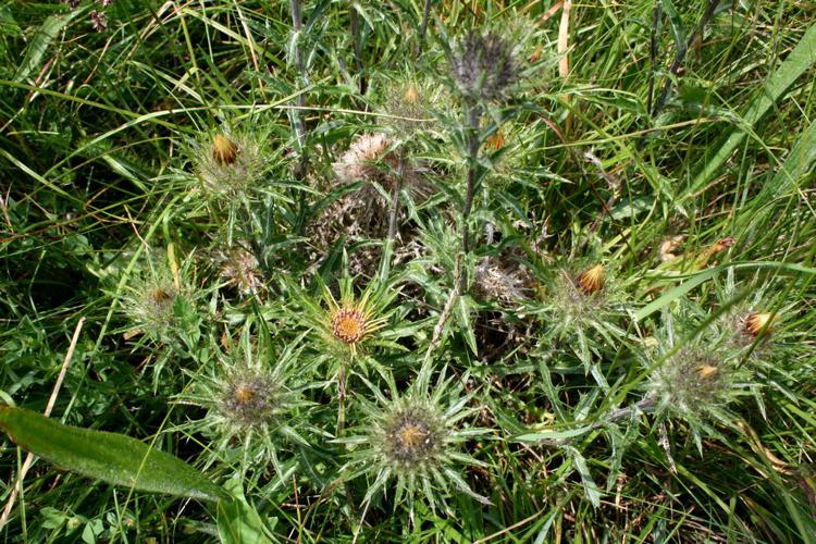 Carline commune (Carlina vulgaris) © Florent Maufay