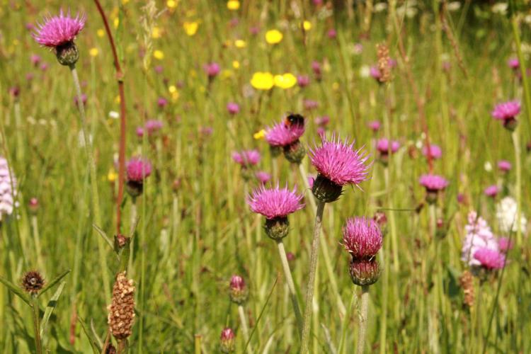 Cirse des prairies (Cirsium dissectum) © Florent Maufay