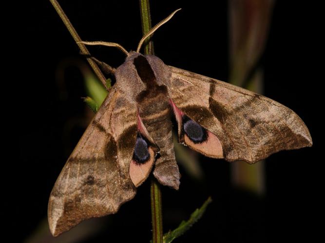 Sphinx demi-paon (Smerinthus ocellata) © Sylvain Montagner