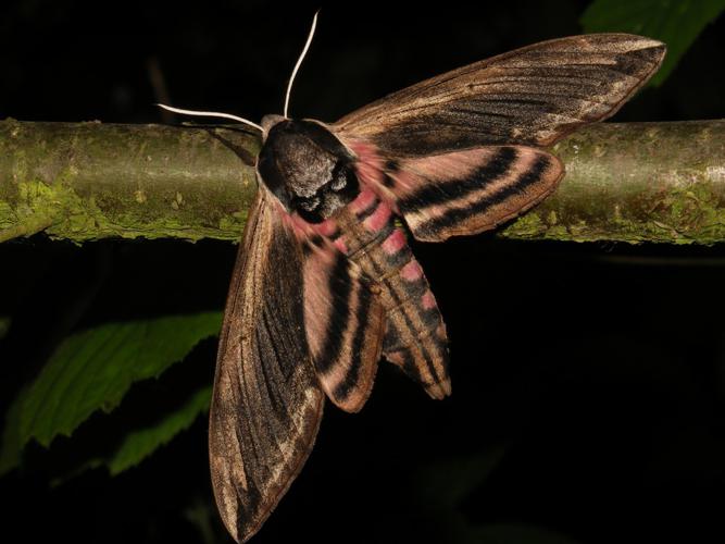 Sphinx du Troène (Sphinx ligustri) © Sylvain Montagner