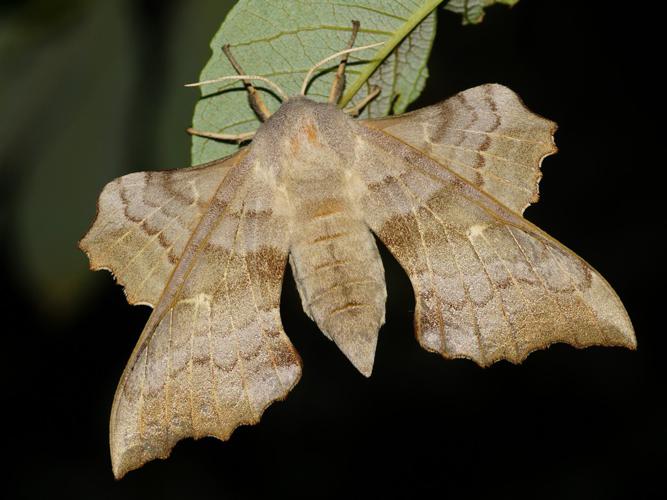 Sphinx du Peuplier (Laothoe populi) © Sylvain Montagner