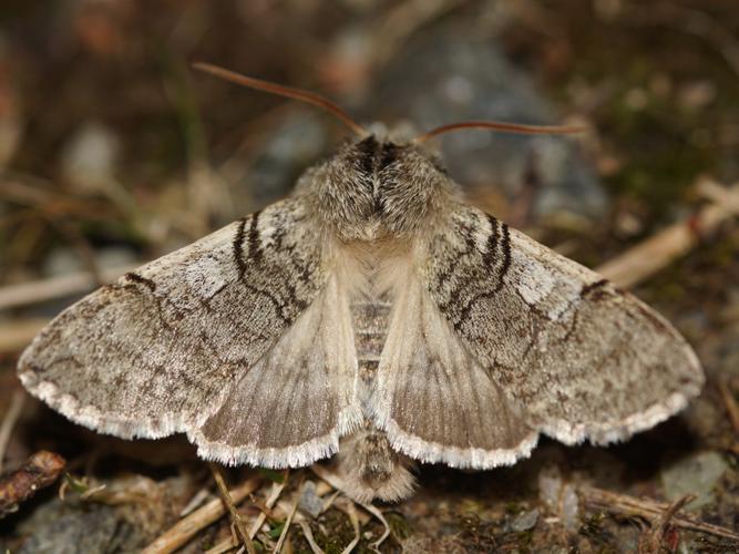 Le Flavicorne (Achlya flavicornis) © Sylvain Montagner