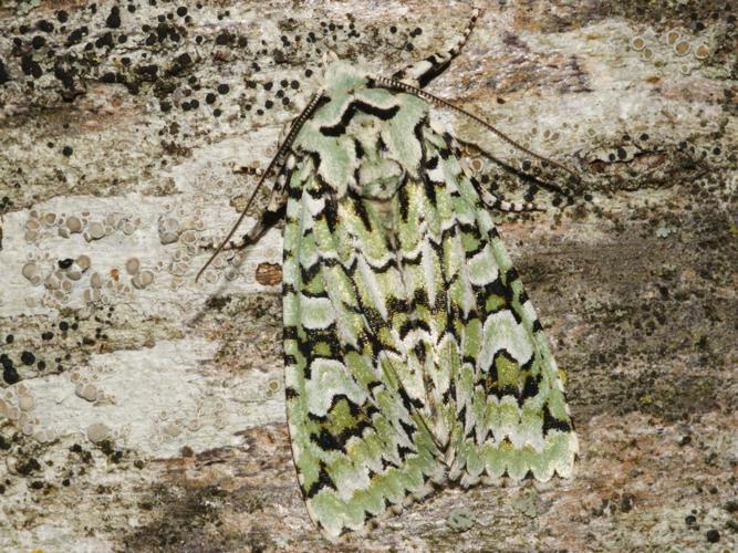 La Runique (Griposia aprilina) © Sylvain Montagner