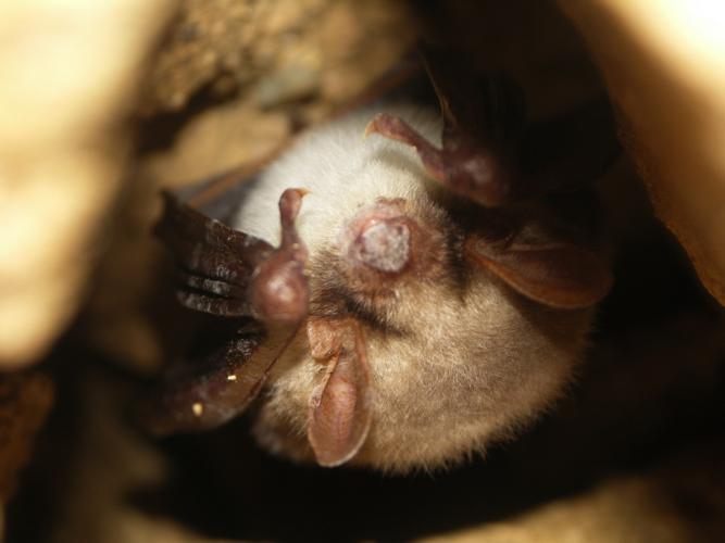 Grand Murin (Myotis myotis) © Sylvain Montagner