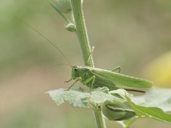 Grande Sauterelle verte (Tettigonia viridissima) - femelle © Sylvain Montagner