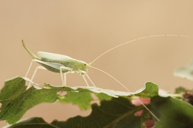 Méconème tambourinaire (Meconema thalassinum) © Sylvain Montagner