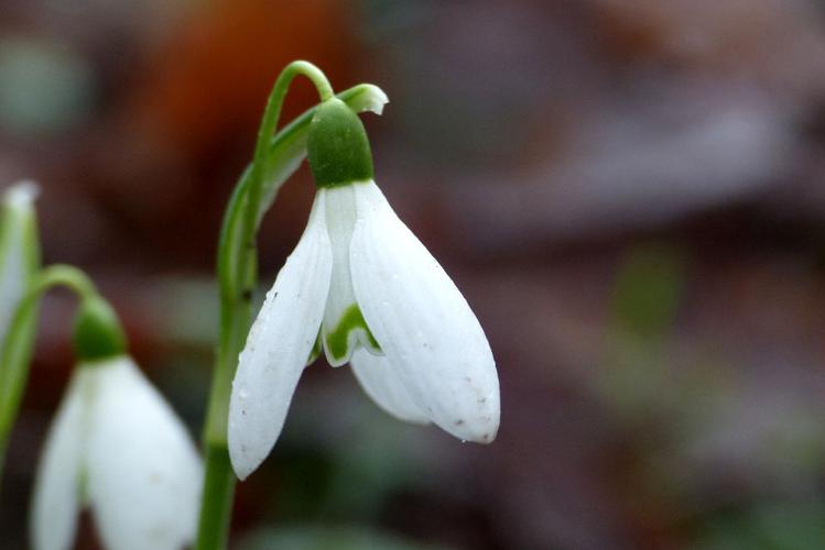 Perce-Neige (Galanthus nivalis) © Morvan Debroize