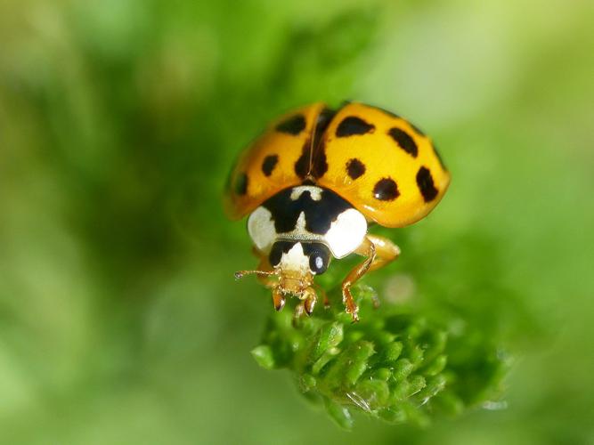 Coccinelle asiatique (Harmonia axyridis) © Morvan Debroize