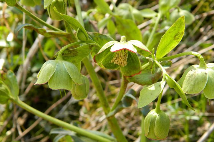 Hellébore fétide (Helleborus foetidus) © Morvan Debroize