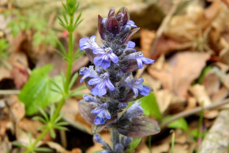 Bugle rampante (Ajuga reptans) © Morvan Debroize