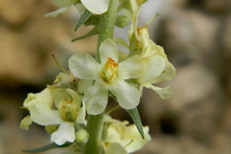 Molène lychnite (Verbascum lychnitis) © Morvan Debroize