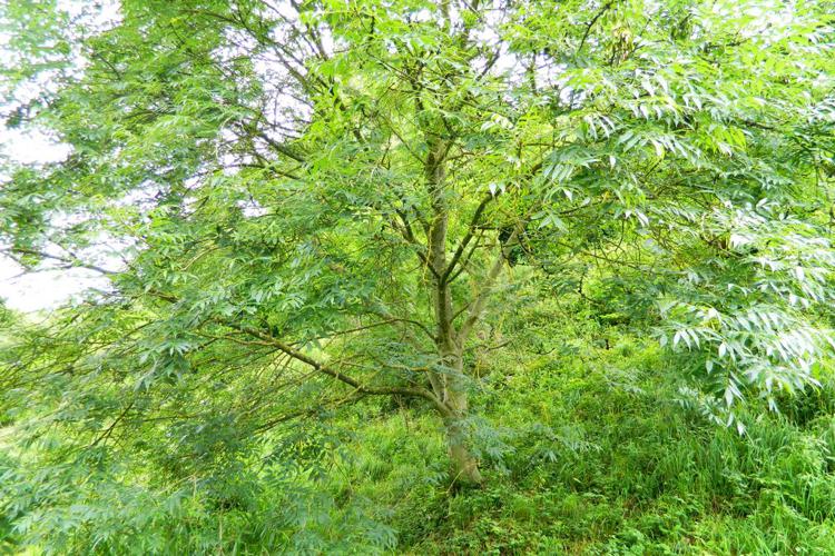 Frêne commun (Fraxinus excelsior) © Morvan Debroize