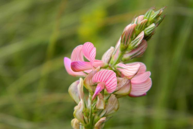 Sainfoin (Onobrychis viciifolia) © Morvan Debroize