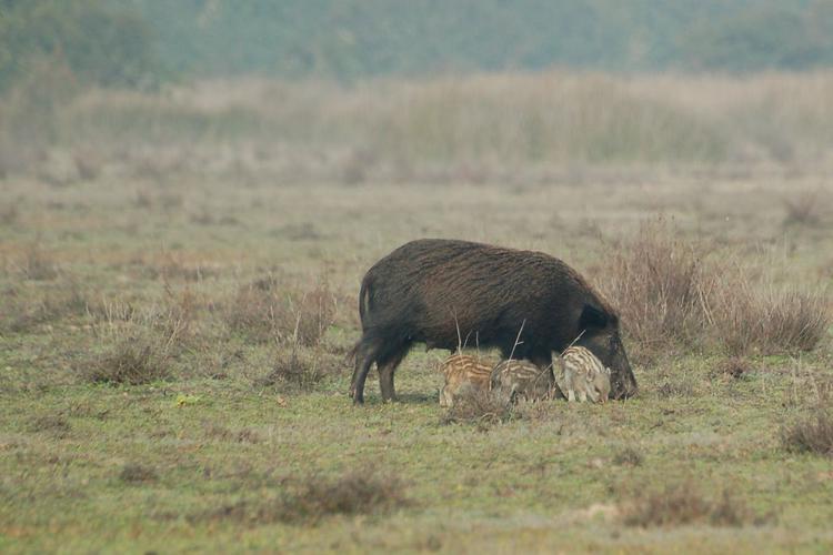 Sanglier (Sus scrofa) et marcassins © Morvan Debroize