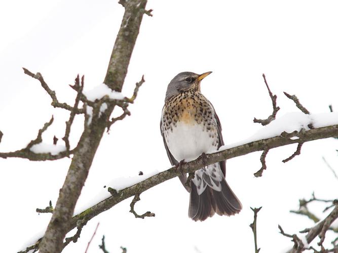 Grive litorne (Turdus pilaris) © Sylvain Montagner