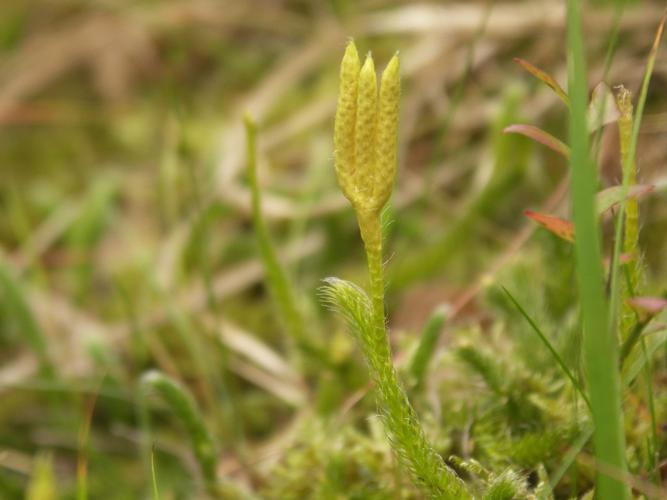 Lycopode en massue (Lycopodium clavatum) © Sylvain Montagner