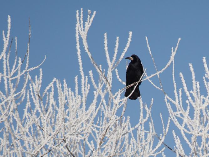Corbeau freux (Corvus frugilegus) © Sylvain Montagner