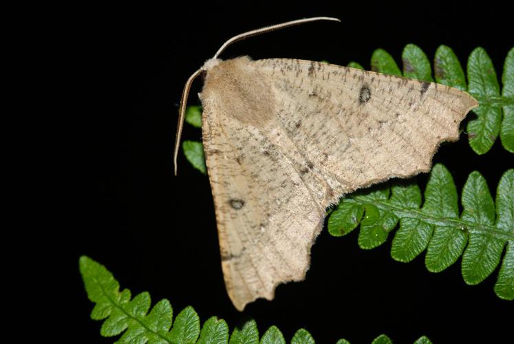 Ennomos dentelé (Odontopera bidentata) © Sylvain Montagner