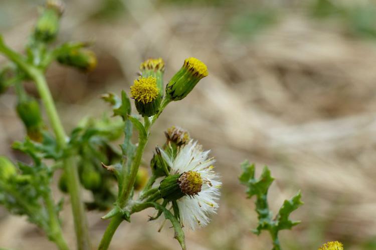 Séneçon vulgaire (Senecio vulgaris) © Morvan Debroize