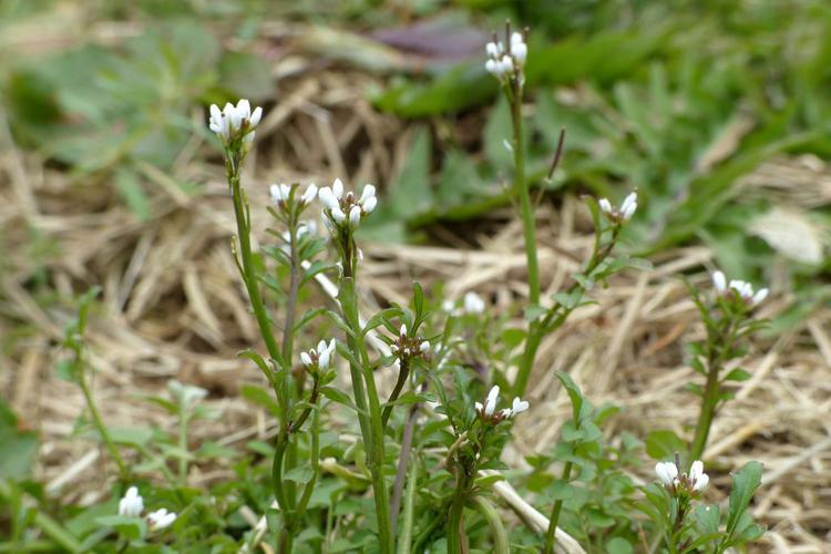 Cardamine hérissée (Cardamine hirsuta) © Morvan Debroize