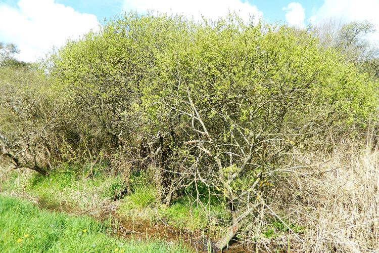 Salix caprea (Saule marsault) © Morvan Debroize