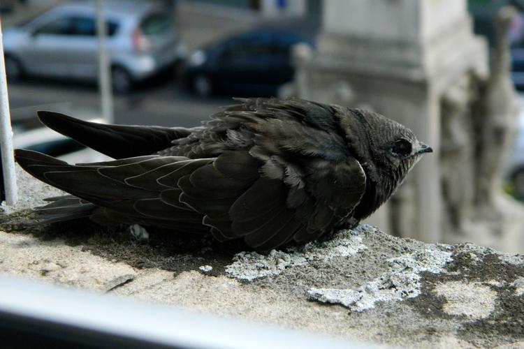 Martinet noir (Apus apus), juvénile © Morvan Debroize