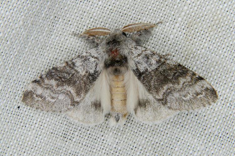 La Pudibonde (Calliteara pudibunda) © Bertrand Debroize