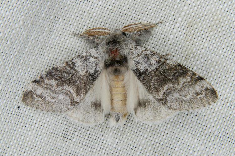 La Pudibonde (Calliteara pudibunda) © Bertrand Debroize