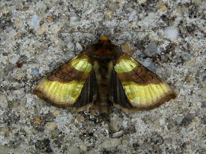 Le Vert-Doré (Diachrysia chrysitis) © Bertrand Debroize