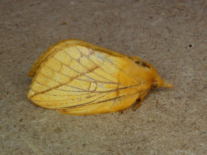 La Buveuse (Euthrix potatoria), femelle © Bertrand Debroize