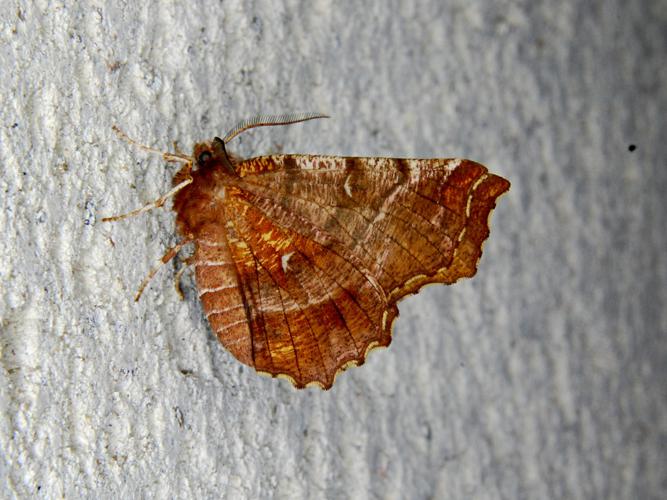 L'Ennomos illunaire (Selenia dentaria) © Bertrand Debroize