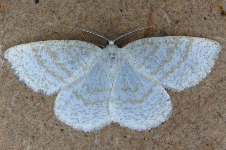 La Cabère pustulée (Cabera exanthemata) © Bertrand Debroize