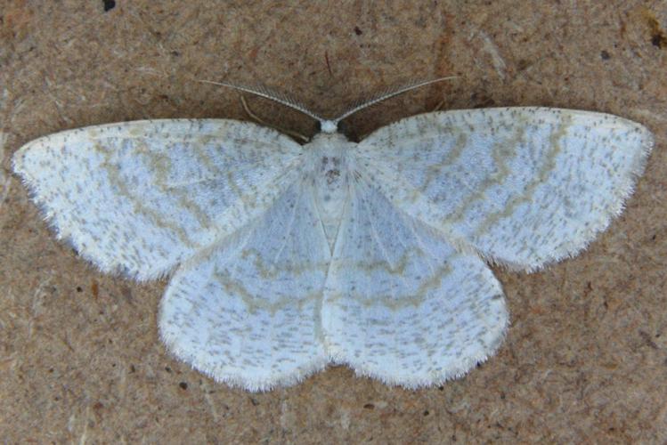 La Cabère pustulée (Cabera exanthemata) © Bertrand Debroize