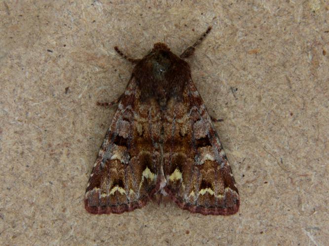 Noctuelle des Pois (Ceramica pisi) © Bertrand Debroize