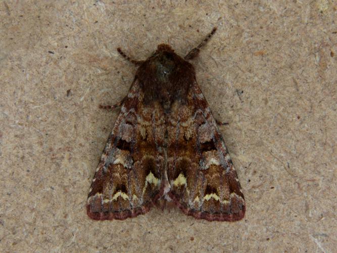 Noctuelle des Pois (Ceramica pisi) © Bertrand Debroize