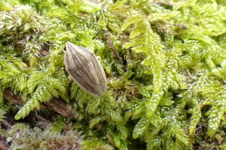 Punaise à tête allongée (Aelia acuminata) © Morvan Debroize