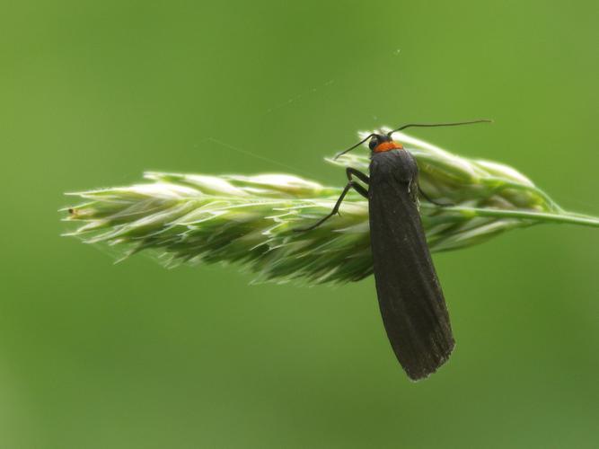 La Veuve (Atolmis rubricollis) © Sylvain Montagner