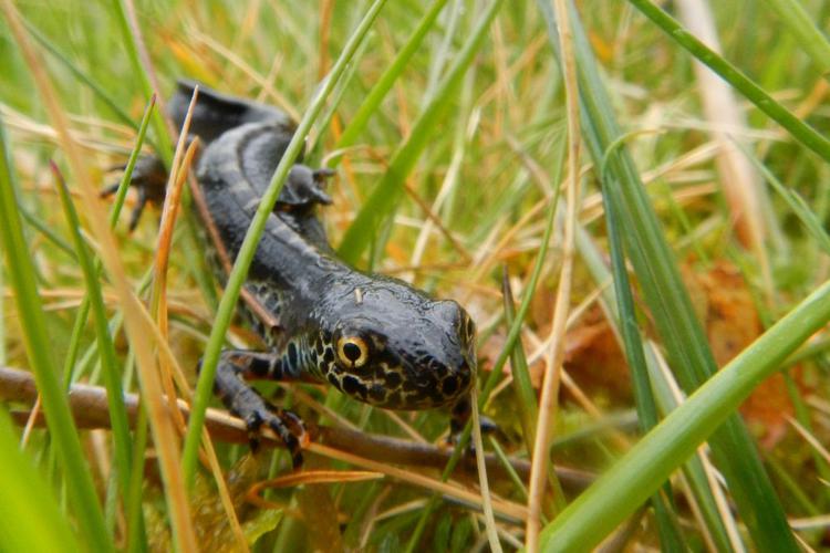 Triton alpestre (Ichthyosaura alpestris) © Julien Crocis