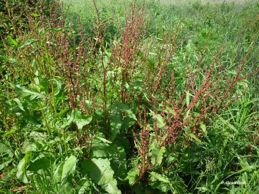 Patience Feuilles Obtuses Rumex Obtusifolius Biodiv Normandie 